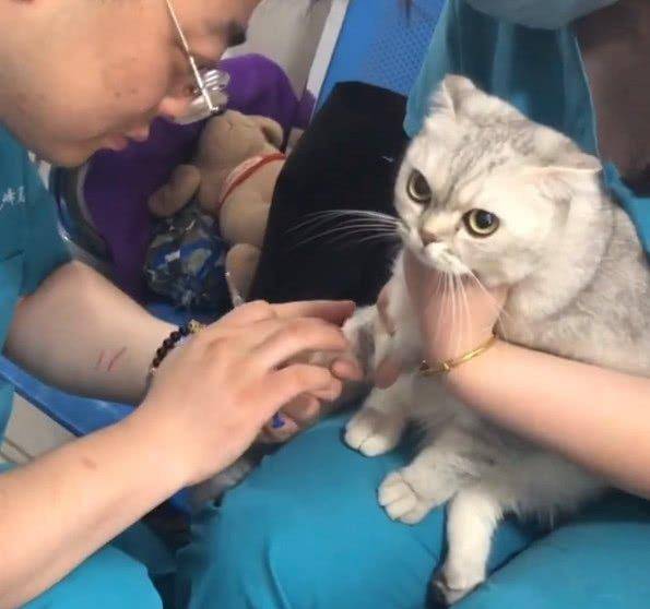 猫咪防疫针的重要性与操作指南