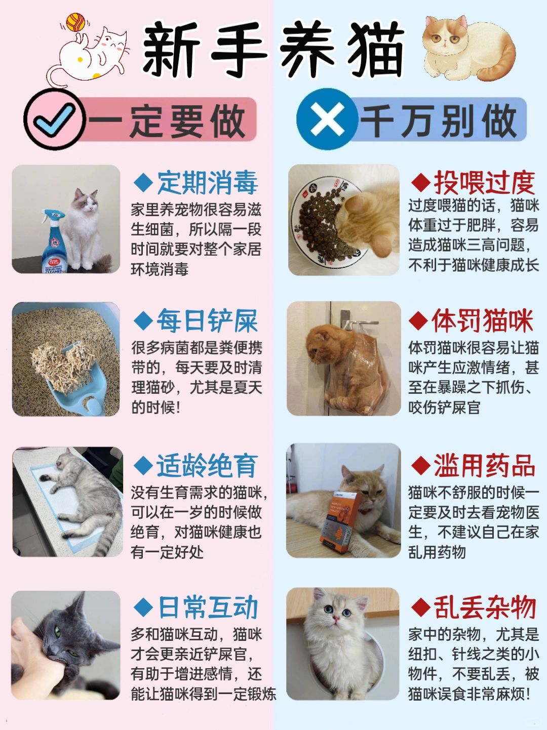 宠物猫全方位饲养指南，从新手入门到专家级养护